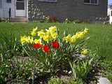 daffodils.jpg image by Haleth68